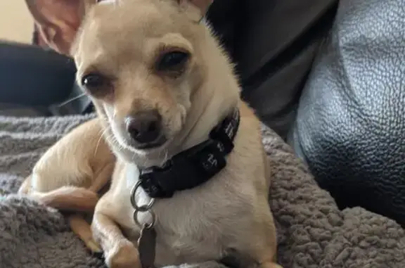 Lost pets Las Vegas, photo: Lost dog, Whittier, California, Las Vegas - male Chihuahua, tan and white, microchipped