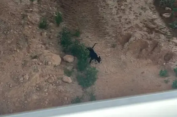 Encontrado perro, Carrer Zenòb...