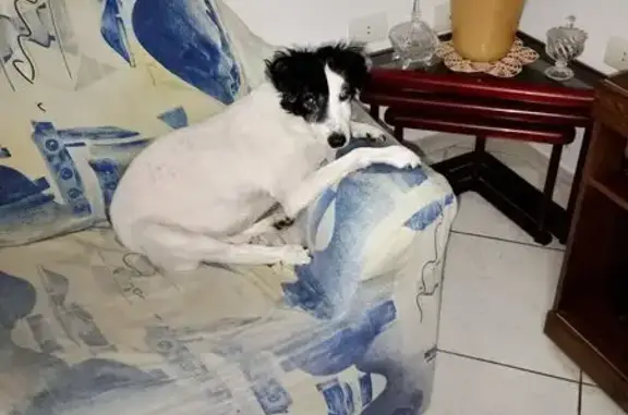 Perdido cachorro macho, Rua Doutor Antônio Mazzilli Filho, 314 — 13 anos, branco e preto, com blusa azul - photo
