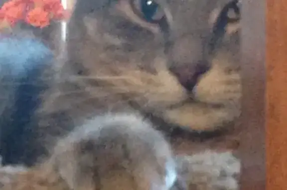 Missing cat El Paso, photo: Lost cat, Loma De Arena Court, 4604, El Paso