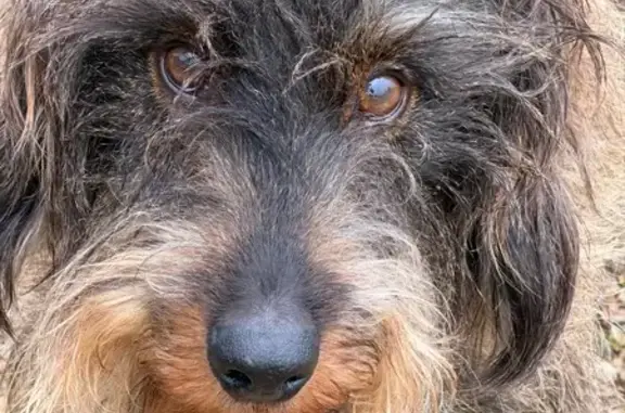 Animaux perdus et trouvés Paris, photo: Chien perdu mâle, Rue des Églantiers, Saint-Palais-sur-Mer, Paris - teckel à poil dur, très affectueux