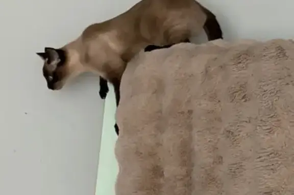 Perdu chat femelle, Cité des P...