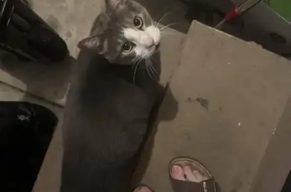 Found cat Omaha, photo: Found cat, South 154th Street, 7104, Omaha - grey and white