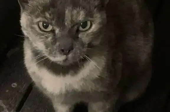 Found cat KwaDukuza, photo: Found cat, Glen Drive, KwaDukuza Local Municipality, KwaDukuza - friendly female cat, house cat