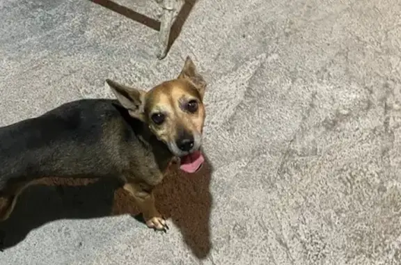 Perro encontrado macho, 2do se...