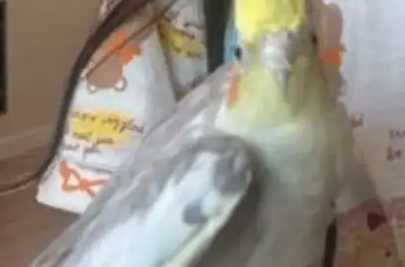 Lost pets San Jose, photo: Lost bird, Mount Crest Place, Cupertino, San Jose - male cockatiel