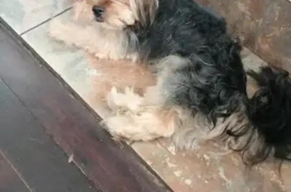 Lost pets Johannesburg, photo: Lost dog, Victoria Road, Springs, Johannesburg - male yorkie