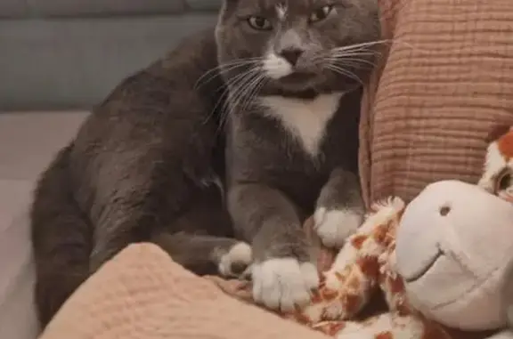 Lost cat, Chatham Grove, Chath...