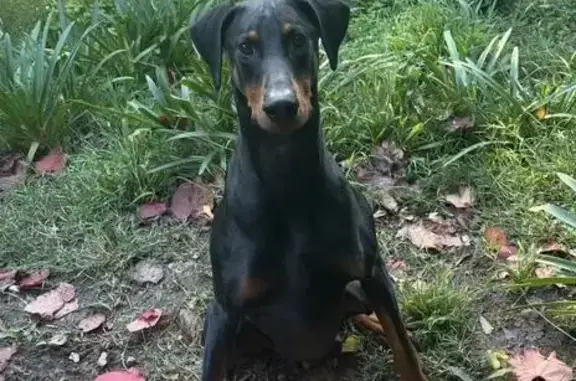 Lost dog male, Berrima Road, 68, Manningham, Maroondah - black and tan Doberman with a pink collar - photo