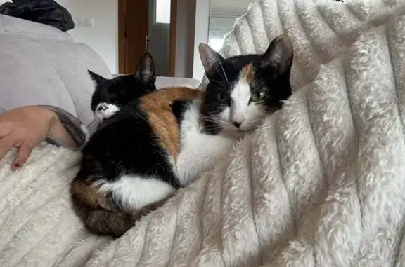 Perdido gato hembra, Carrer del Roser, 10, Olesa de Montserrat - tricolor y asustadiza - photo