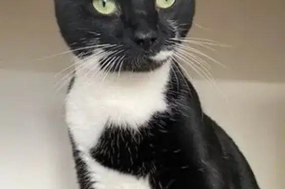 Chat perdu mâle, Rue des Louepes, 10, Chassieu - petit gabarit, très craintif - photo