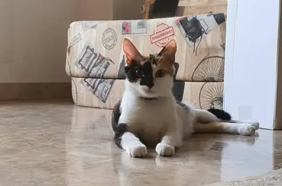 Perdido gato hembra, Avenida Alcalde Miguel Escalona Quesada, Torremolinos - muy tímida, tricolor - photo