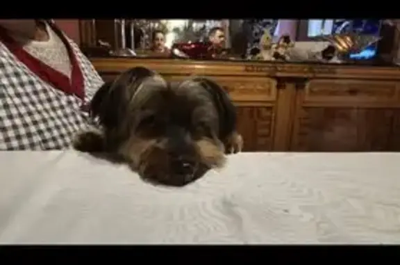 Perdido perro macho, Carrer de la Riera de l'Escorxador, 4, L'Hospitalet de Llobregat - negro, con chip y castrado - photo