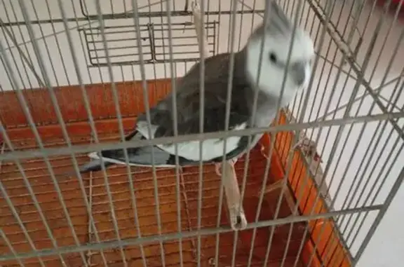 Trouvée oiseau, Les Cinq Chemi...