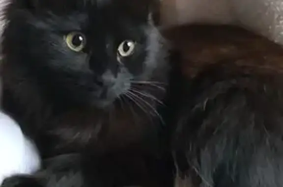 Chat perdu, femelle, Rue du Pouget, Pradines — petite chatte noire, poils longs - photo