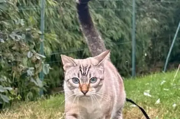 Chat perdu mâle, Kersouarec, 4, Saint-Yvi, Saint-Nazaire — tigré beige et noir, yeux bleus - photo