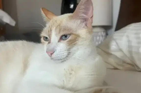 Animales perdidos Ibiza, foto: Perdido gato macho en Sant Josep de sa Talaia, Ibiza - blanco con trazos amarillos