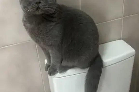 Perdido gato hembra, Avinguda del Rei Juan Carlos I, Xàbia, Madrid - photo