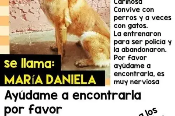 Perdido perro hembra, Ocotzotl, 9, Chimalhuacán, Santa Maria Chimalhuacan — muy miedosa a ruidos fuertes - photo