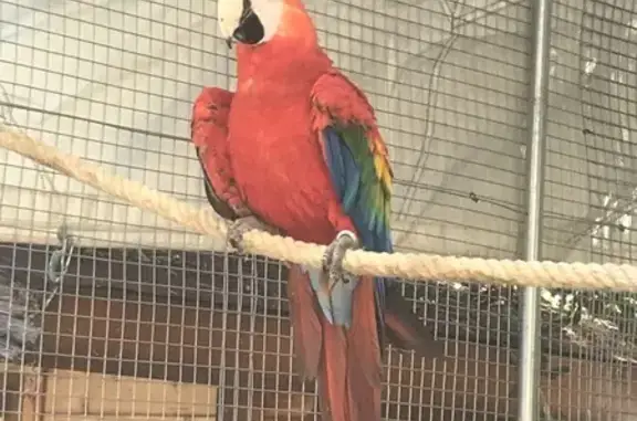 Animaux perdus et trouvés Gilette, photo: Perdue oiseau mâle, Route de Gilette, 3201, Gilette - Ara Macao bagué