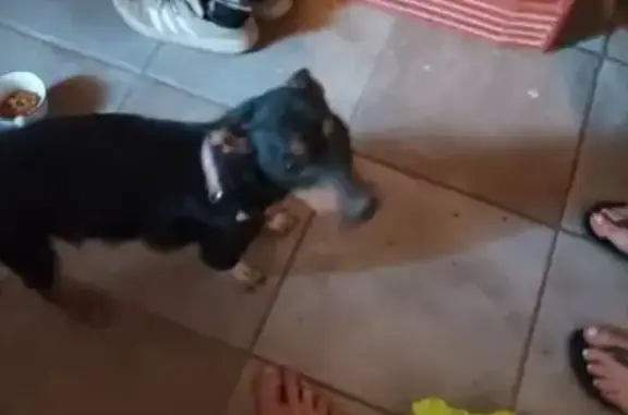 Encontrado perro hembra, Carre...