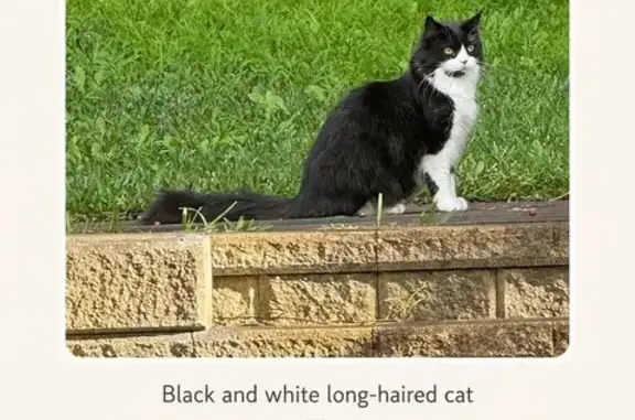 Lost cat, Charles Street, 9, Bayside Council, Mascot — long-haired black & white Tux, easily startled - photo