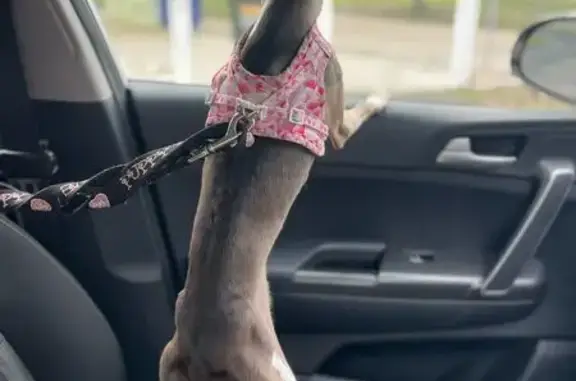Missing dog Female, East Ballina (al496584) - photo