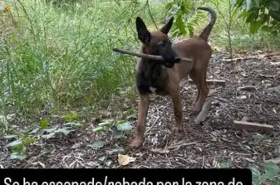 Perdido perro hembra, Diseminado Carril Baltasares, 5, Murcia - malinoils, se llama Laika - photo
