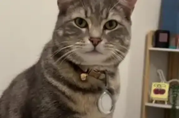 Lost pets Melbourne, photo: Lost cat, Kellaway Avenue, Moonee Valley, Melbourne - grey and white tabby