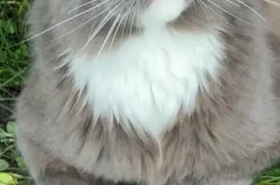 Chat perdu mâle, Rue Eugène Delacroix, 20, Méru, Paris - Maine Coon sociable mais craintif - photo