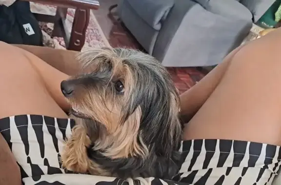Lost dog, Retreat Road, 173, Retreat - young, black and light brown coat - photo