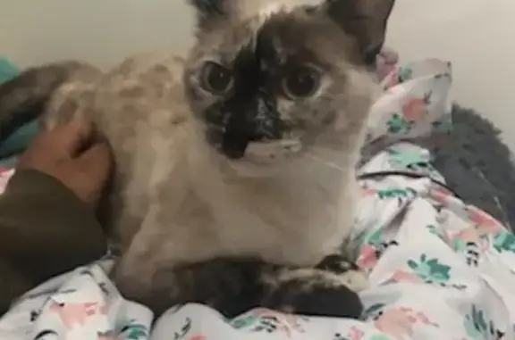 Lost cat, East 2nd Street, 159, New Castle - black tail, right back paw - photo