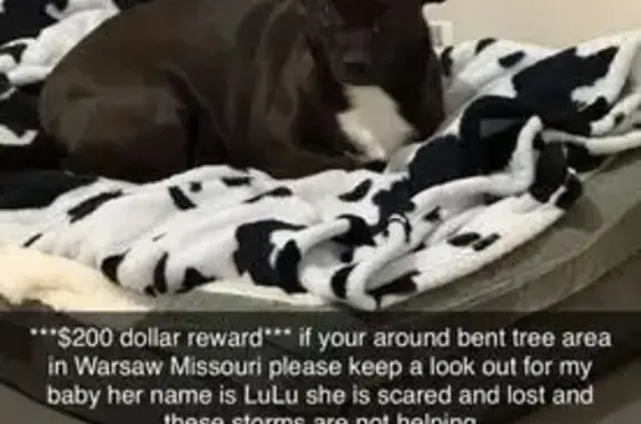Lost dog female, Choctaw Pass Drive, 30904, Warsaw, Chicago - black coat, scar under right eye - photo