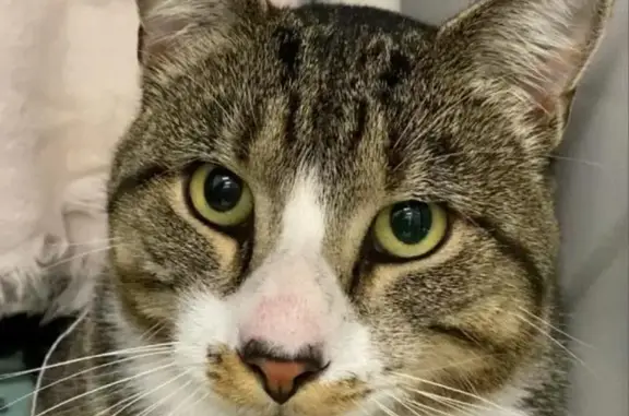 Lost cat, Frederick Street, 78, East Providence - male tabby, black-tipped tail - photo