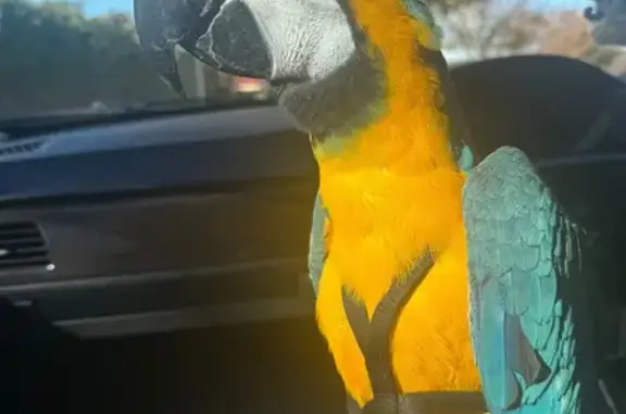 Lost Bird, Crain Court, 16, Ca...