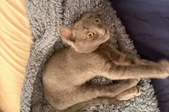 Perdido gato hembra, Carrer de...