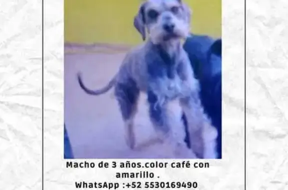 Perros perdidos, Mexico City, foto: Perdido perro macho, Hacienda de Presillas, Naucalpan de Juárez, Mexico City — café con gris, tipo schnauzer
