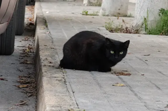 Perdida gata hembra, Carrer les Malves, 21, Santa Pola - muy asustadiza - photo