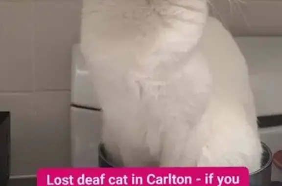 Lost pets Carlton, photo: Lost cat, Neill Street, 67, Carlton, Melbourne — completely deaf, anxious and hard to catch