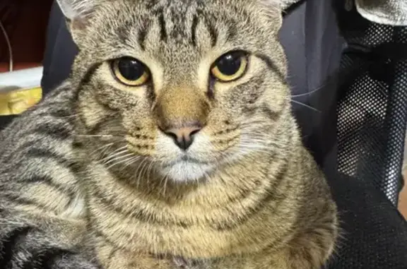 Lost pets Hobsons Bay, photo: Lost cat, Northey Crescent, 17, Wyndham City, Hobsons Bay - male tabby, responds to his name