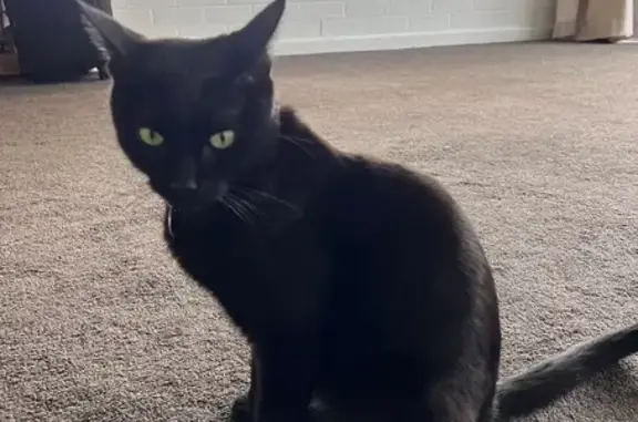 Lost cat (male), Hobart City, Tasmania, Hobart - black long-haired, green eyes, dark blue collar - photo