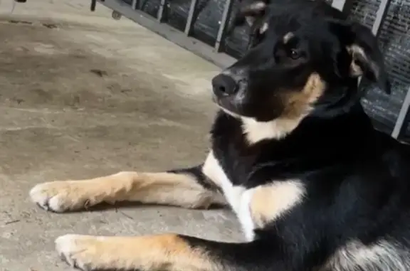  MONTE PEDREGUER LOST DOG / PERRO PERDIDO Our dog Chico went missing yesterday at approximately 19:30. Nuestro perro Chico se perdió hoy aproximadamente a las 19:30. Name / Nombre: Chico Color / Color: Black and white with a small amount of beige / Negro y blanco con un poco de beige Appearance / Aspecto: Looks similar to a German Shepherd or shepherd-type dog / Parece un perro pastor (tipo pastor alemán) Responds to the name “Chico” / Responde al nombre de “Chico” If you have seen him or have any information, please contact me immediately. Si lo has visto o tienes cualquier información, por favor contacta conmigo inmediatamente. +34 675 414 119 Please share this post. Thank you for your help! Por favor, comparte esta publicación. ¡Muchas gracias por tu ayuda!