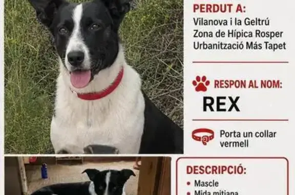 Perdido perro macho, Diseminado Poligon 41, 93, Vilanova i la Geltrú, Vilanova i la Geltru - blanco y negro - photo