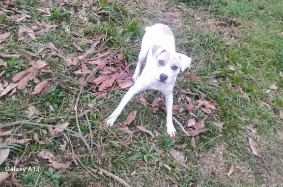Encontrado cachorro macho, Estrada Municipal da Uva, Caxias do Sul — foi abandonado - photo