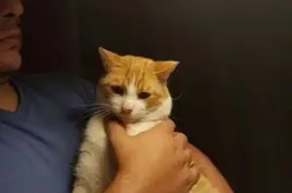 Perdido gato masculino en Call...