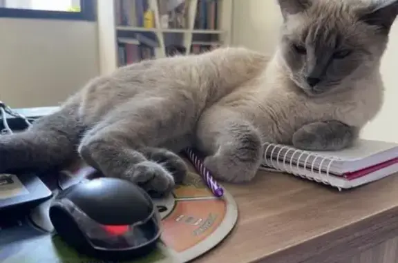 Perdido gato fêmea, Campinal,...