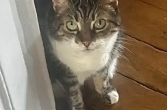 Perdu chat femelle, Avenue des Gobelins, 17, Paris - type européen gris/blanc, yeux verts - photo