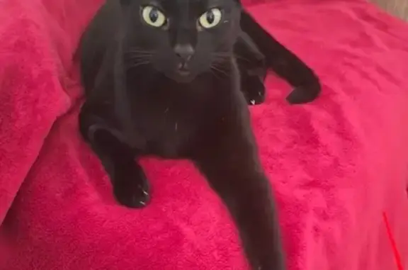 Perdido gato hembra, Avinguda Oscar Espla, 8, Alicante - gata completamente negra - photo
