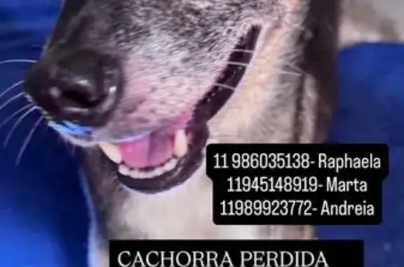 Perdido cachorro fêmea, Rua Alfredo Gioielli, 218 - pelo preto mesclado com marrom - photo