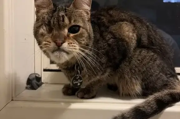 Found cat Chatswood, photo: Found cat, Mowbray Road West, 518, Lane Cove, Chatswood